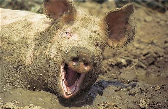 家猪,泥沙,根,泥土,母猪,哺乳动物,微笑,宠物,动物,牲畜,耕作