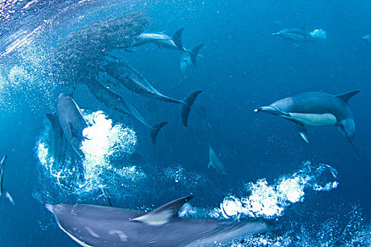 水下景象,常见海豚,沙丁鱼,牙齿,鲨鱼,海豹,南非鲣鸟,南非