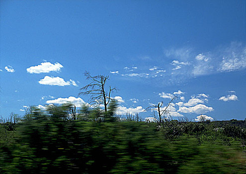 植被,道路