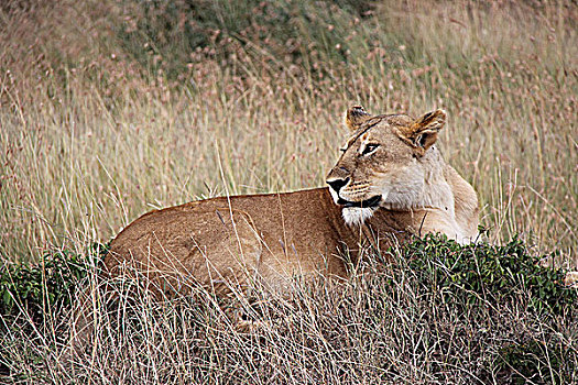 肯尼亚非洲大草原狮子-母狮特写
