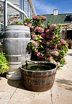 木桶,水龙头,正面,盆栽,八仙花属,石头,平台,户外,温室