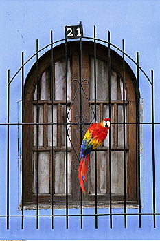 鹦鹉,坐,窗边,加拉加斯,委内瑞拉