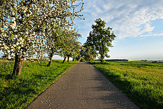乡村道路,花,苹果树,春天,奥登瓦尔德,巴登符腾堡,德国