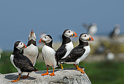 角嘴海雀,北极,法恩群岛,诺森伯兰郡,英格兰,英国,欧洲