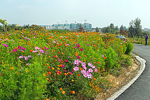 格桑花