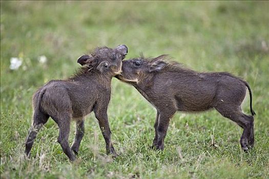 肯尼亚,纳罗克地区,马赛马拉,两个,疣猪,小猪,玩,马赛马拉国家保护区