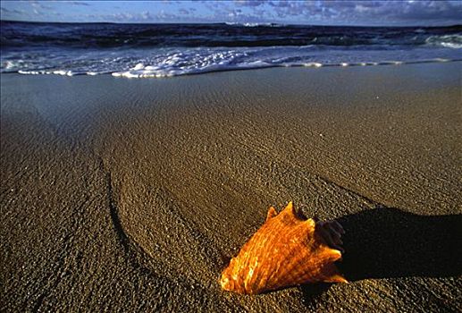 海螺壳,海滩,瓦胡岛,夏威夷,美国