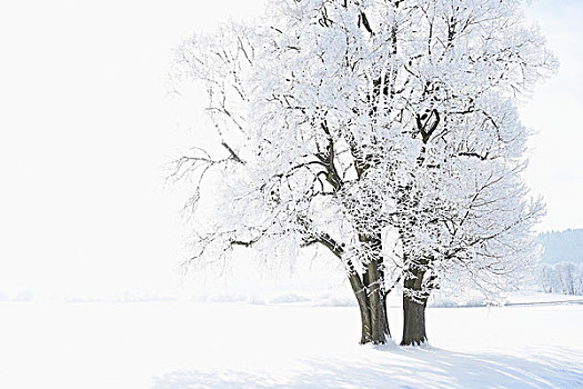风景,冰冻,银,柠檬,椴树属,树,晴天,冬天,普拉蒂纳特,巴伐利亚,德国