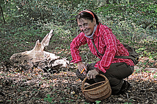女人,50-55岁,挑选,蘑菇,树林,篮子,伊塞隆,藻厄兰,区域,北莱茵威斯特伐利亚,德国,欧洲