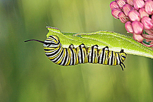 黑脉金斑蝶,帝王蝴蝶,安大略省,加拿大