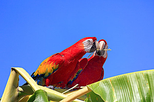 深红色,金刚鹦鹉,绯红金刚鹦鹉,成年,一对,栖息,香蕉树,给,礼物,洪都拉斯,加勒比海,中美洲,拉丁美洲
