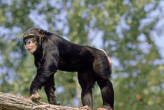 黑猩猩,类人猿,枝头