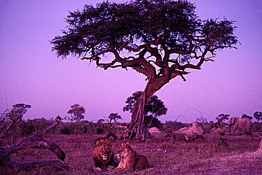 非洲,博茨瓦纳,乔贝国家公园,狮子,雌狮,休息,树下,萨维提,湿地,黄昏