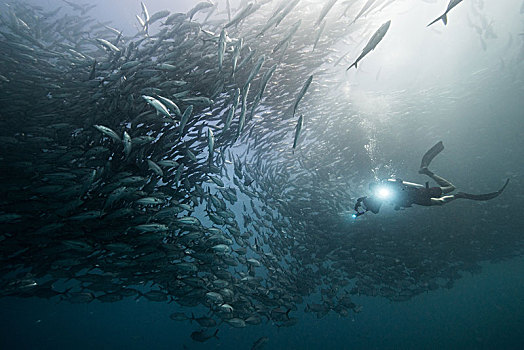 水下视角,潜水,成群,鱼,蓝色海洋,下加利福尼亚州,墨西哥