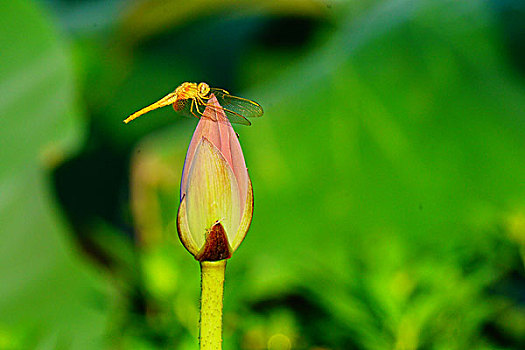 荷花,莲花,花