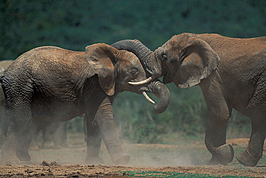 南非,阿多大象国家公园,雄性动物,大象,非洲象,打斗,水潭