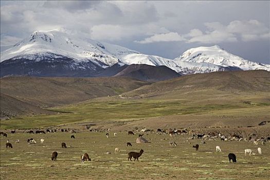 山景,美洲驼,喇嘛,羊驼,国家公园,智利,南美