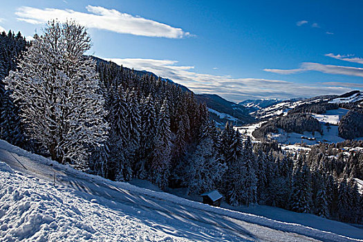冬日树林,阿尔卑斯山,萨尔茨堡,奥地利,欧洲