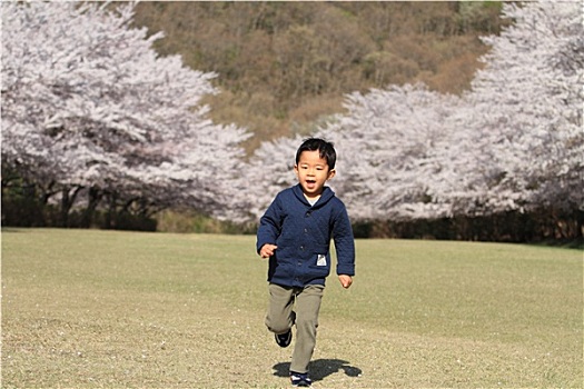 跑,日本人,男孩,樱花