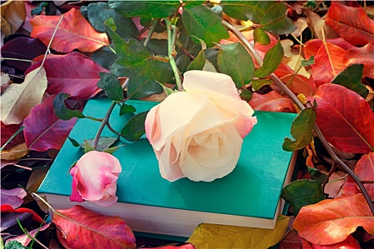 漂亮,白色蔷薇,书本,黄色,秋叶