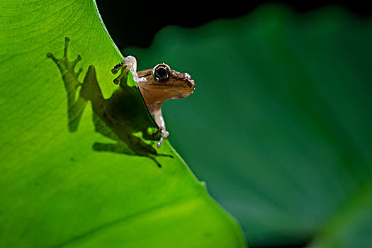 斑腿树蛙