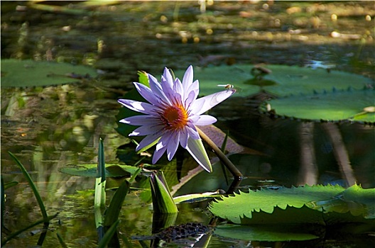 荷花,蜻蜓