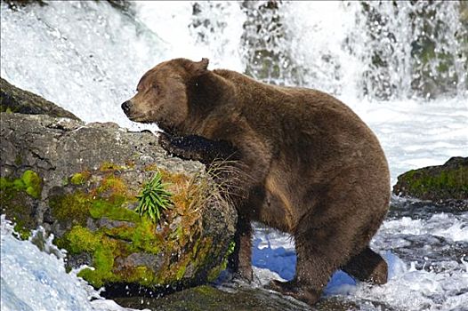 棕熊,攀登,上方,石头,溪流,瀑布,布鲁克斯河,国家公园,阿拉斯加,美国