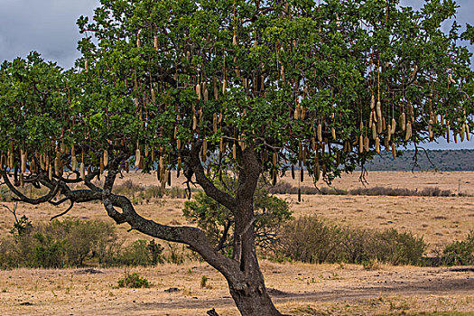 肯尼亚马赛马拉国家公园非洲香肠树