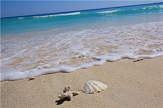 壳,珊瑚,沙,白色,海滩