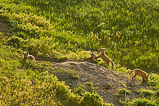 红狐,幼仔,巢穴,场所,山谷,蒙大拿,美国