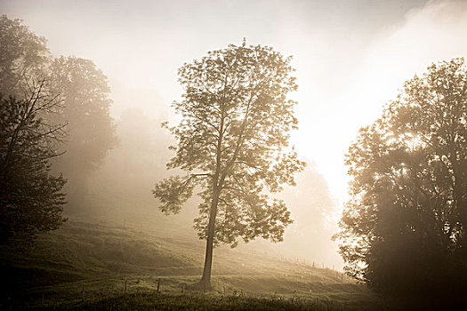 树,早晨,雾,上巴伐利亚,巴伐利亚,德国,欧洲