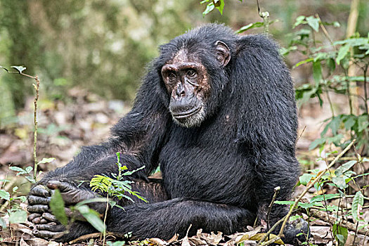 东方,黑猩猩,类人猿,树林,乌干达,非洲
