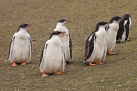 巴布亚企鹅,企鹅,岛屿,南设得兰群岛,南极