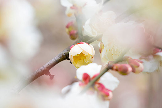 初春梅园梅花盛开