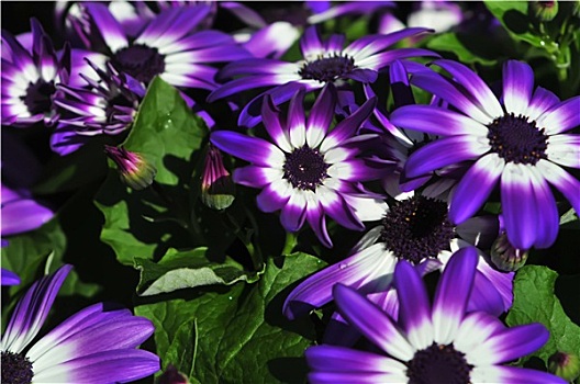 活力,鲜明,紫色,白色,雏菊,花