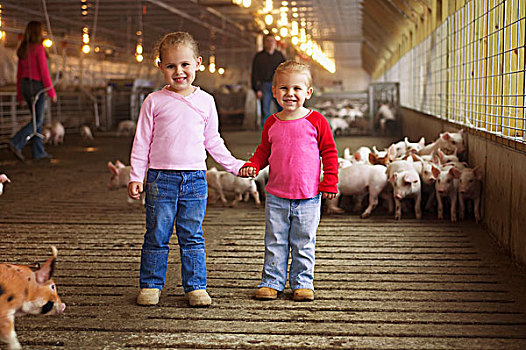 农业,两个女孩,姿势,室内,猪,设施,猪肉,父母,背景,靠近,宾夕法尼亚,美国