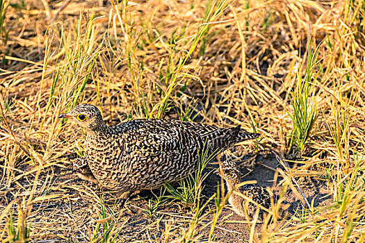 博茨瓦纳,乔贝国家公园,萨维提,一对,幼禽,干草