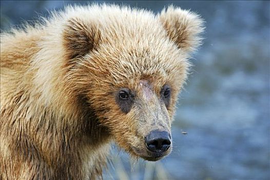 棕熊,熊,小动物,卡特麦国家公园,阿拉斯加,美国