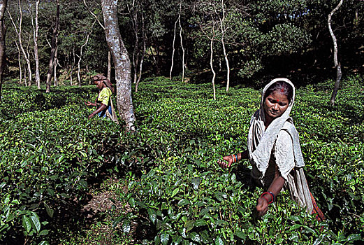 茶,花园,工人,拿,篮子,孟加拉,四月,2007年