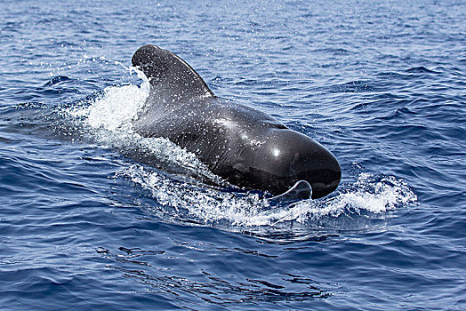 巨头鲸,平面,观鲸,特内里费岛,西班牙,欧洲