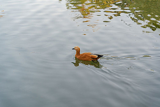 水中的鸭子