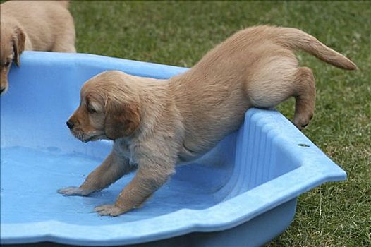 金毛猎犬,小狗,游泳池
