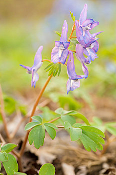 成串的蓝色紫色野花,延胡索