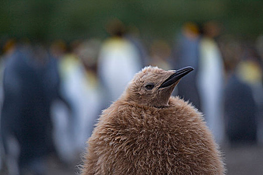 帝企鹅,幼禽,金色,港口,南乔治亚,南极