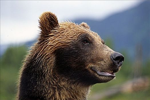 特写,棕熊,头部,脸,俘获,阿拉斯加野生动物保护中心,夏天