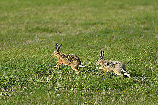 两个,欧洲,野兔,欧洲野兔,跑,上方,草地,国家公园,湖,布尔根兰,奥地利