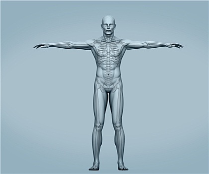灰色,身体,数码,骨骼,肌肉
