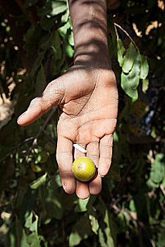 布基纳法索,孩子,展示,手,水果,乡村,公里,瓦加杜古
