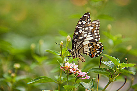泰国清迈兰花园蝴蝶