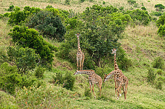 马赛长颈鹿,长颈鹿,马赛马拉国家保护区,肯尼亚